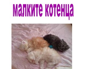 Котките