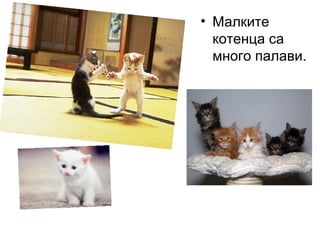 • Малките
котенца са
много палави.
 