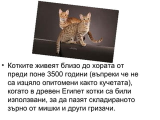 • Котките живеят близо до хората от
преди поне 3500 години (въпреки че не
са изцяло опитомени както кучетата),
когато в древен Египет котки са били
използвани, за да пазят складираното
зърно от мишки и други гризачи.
 