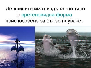 Делфините имат издължено тяло
с вретеновидна форма,
приспособено за бързо плуване.
 