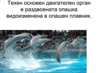 Техен основен двигателен орган
е раздвоената опашка
видоизменена в опашен плавник.
•
 