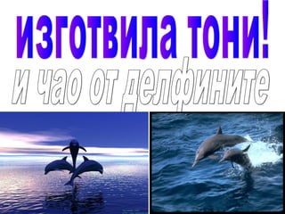 Делфините - проект "Успех"