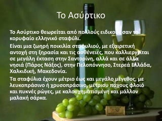 Το Αςφρτικο
Σο Αςφρτικο κεωρείται από πολλοφσ ειδικοφσ ςαν το
κορυφαίο ελλθνικό ςταφφλι.
Είναι μια ηωθρι ποικιλία ςταφυλιοφ, με εξαιρετικι
αντοχι ςτθ ξθραςία και τισ αςκζνειεσ, που καλλιεργείται
ςε μεγάλθ ζκταςθ ςτθν ΢αντορίνθ, αλλά και ςε άλλα
νθςιά (Πάροσ Νάξοσ), ςτθν Πελοπόννθςο, ΢τερεά Ελλάδα,
Χαλκιδικι, Μακεδονία.
Σα ςταφφλια ζχουν μζτριο ζωσ και μεγάλο μζγεκοσ, με
λευκοπράςινο ι χρυςοπράςινο, μζτριου πάχουσ φλοιό
και πυκνζσ ρϊγεσ, με καλοςχθματιςμζνθ και μάλλον
μαλακι ςάρκα.
 
