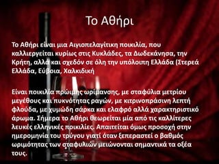 Το Αθήρι
Σο Ακιρι είναι μια Αιγιοπελαγίτικθ ποικιλία, που
καλλιεργείται κυρίωσ ςτισ Κυκλάδεσ, τα Δωδεκάνθςα, τθν
Κριτθ, αλλά και ςχεδόν ςε όλθ τθν υπόλοιπθ Ελλάδα (΢τερεά
Ελλάδα, Εφβοια, Χαλκιδικι
Είναι ποικιλία πρϊιμθσ ωρίμανςθσ, με ςταφφλια μετρίου
μεγζκουσ και πυκνότθτασ ραγϊν, με κιτρινοπράςινθ λεπτι
φλοφδα, με χυμϊδθ ςάρκα και ελαφρό αλλά χαρακτθριςτικό
άρωμα. ΢ιμερα το Ακιρι κεωρείται μία από τισ καλλίτερεσ
λευκζσ ελλθνικζσ ποικιλίεσ. Απαιτείται όμωσ προςοχι ςτθν
θμερομθνία του τρφγου γιατί όταν ξεπεραςτεί ο βακμόσ
ωριμότθτασ των ςταφυλιϊν μειϊνονται ςθμαντικά τα οξζα
τουσ.
 