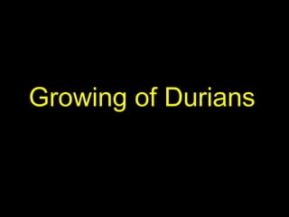 Growing of Durians
 