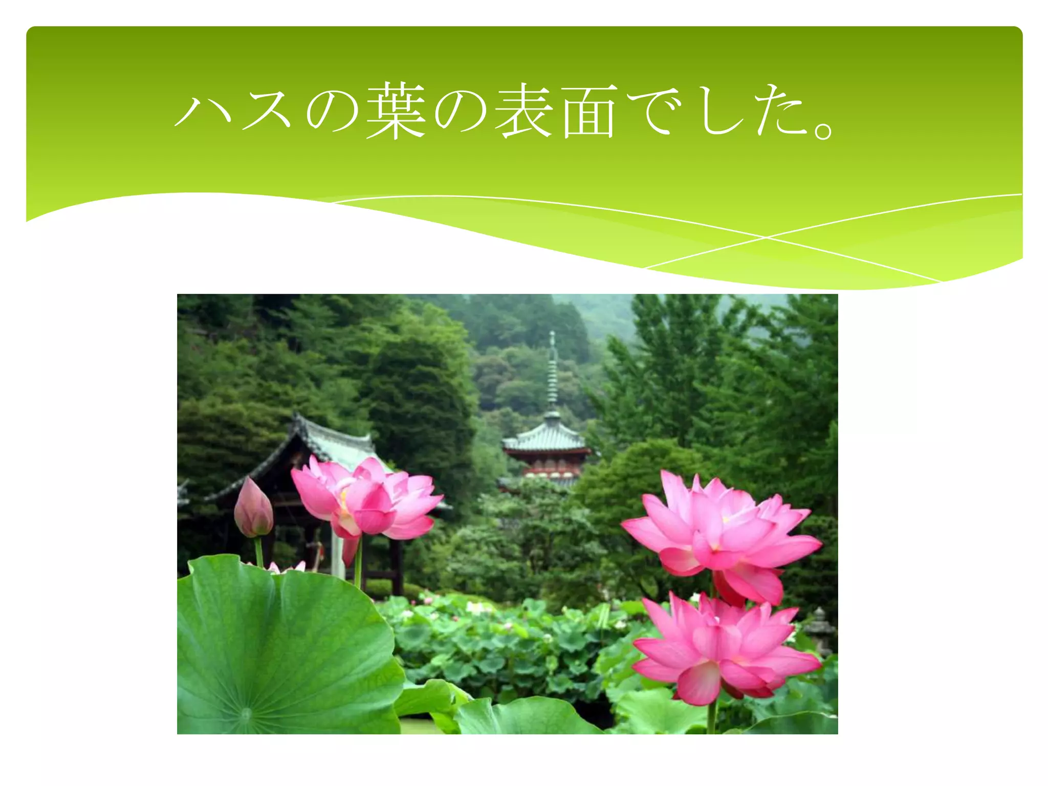 ハスの葉の表面でした。
 