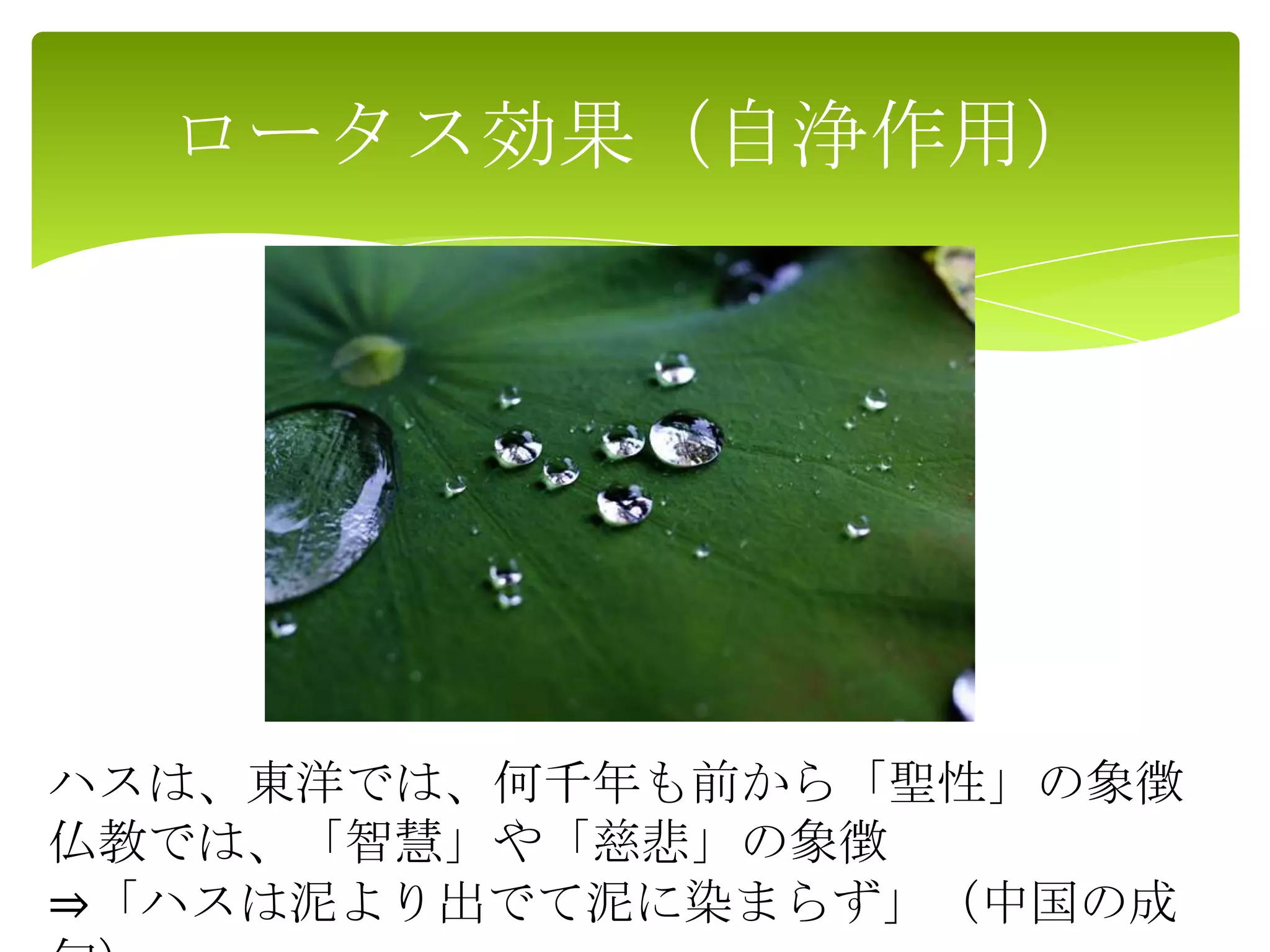 ロータス効果（自浄作用）
ハスは、東洋では、何千年も前から「聖性」の象徴
仏教では、「智慧」や「慈悲」の象徴
⇒「ハスは泥より出でて泥に染まらず」（中国の成
 