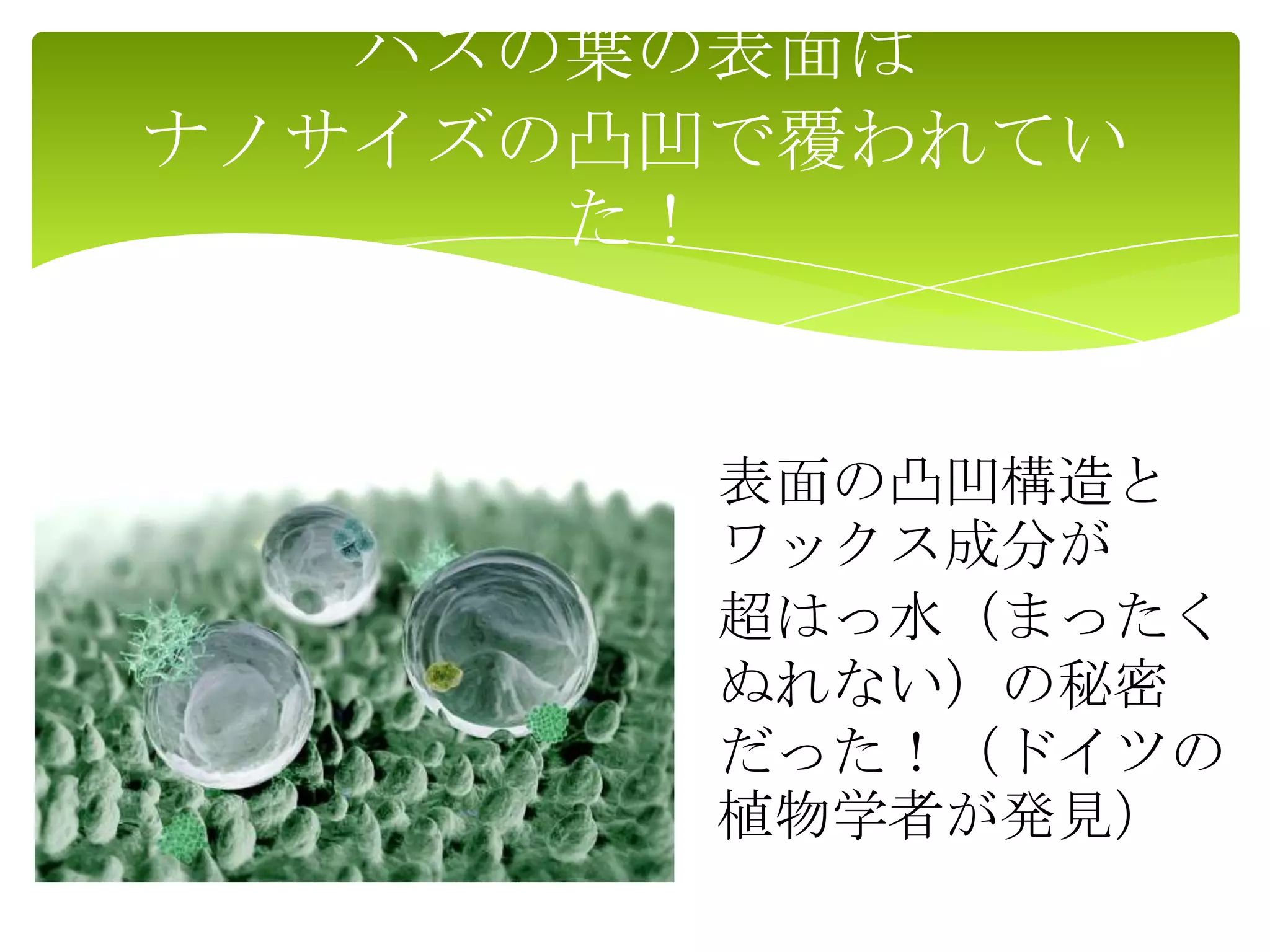 ハスの葉の表面は
ナノサイズの凸凹で覆われてい
た！
表面の凸凹構造と
ワックス成分が
超はっ水（まったく
ぬれない）の秘密
だった！（ドイツの
植物学者が発見）
 