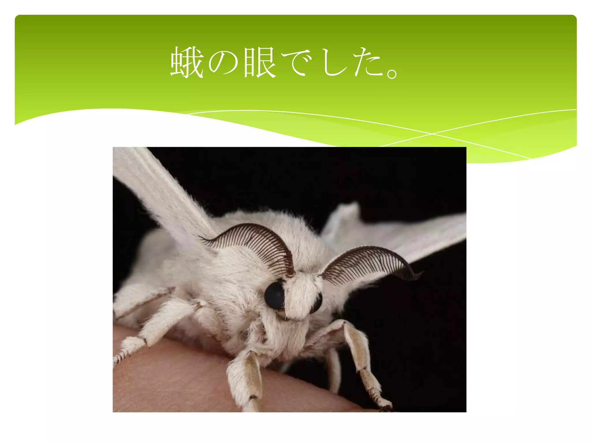 蛾の眼でした。
 