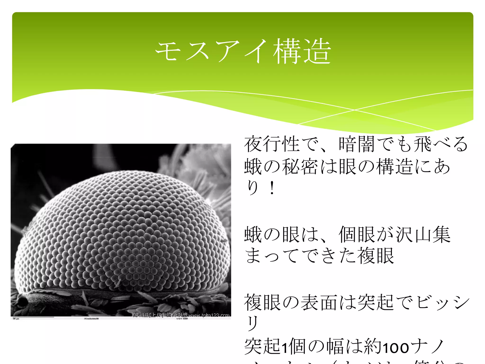 モスアイ構造
夜行性で、暗闇でも飛べる
蛾の秘密は眼の構造にあ
り！
蛾の眼は、個眼が沢山集
まってできた複眼
複眼の表面は突起でビッシ
リ
突起1個の幅は約100ナノ
 
