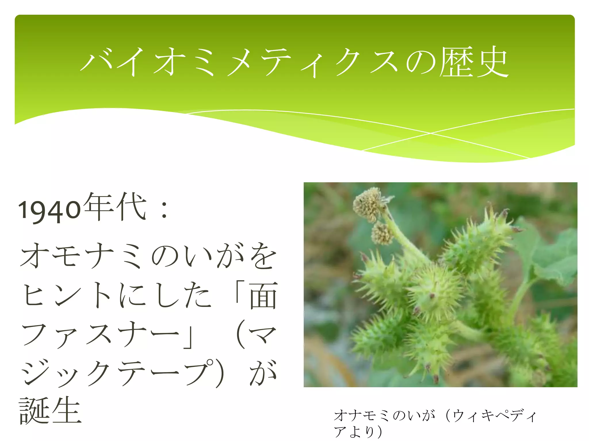 1940年代：
オモナミのいがを
ヒントにした「面
ファスナー」（マ
ジックテープ）が
誕生
バイオミメティクスの歴史
オナモミのいが（ウィキペディ
アより）
 