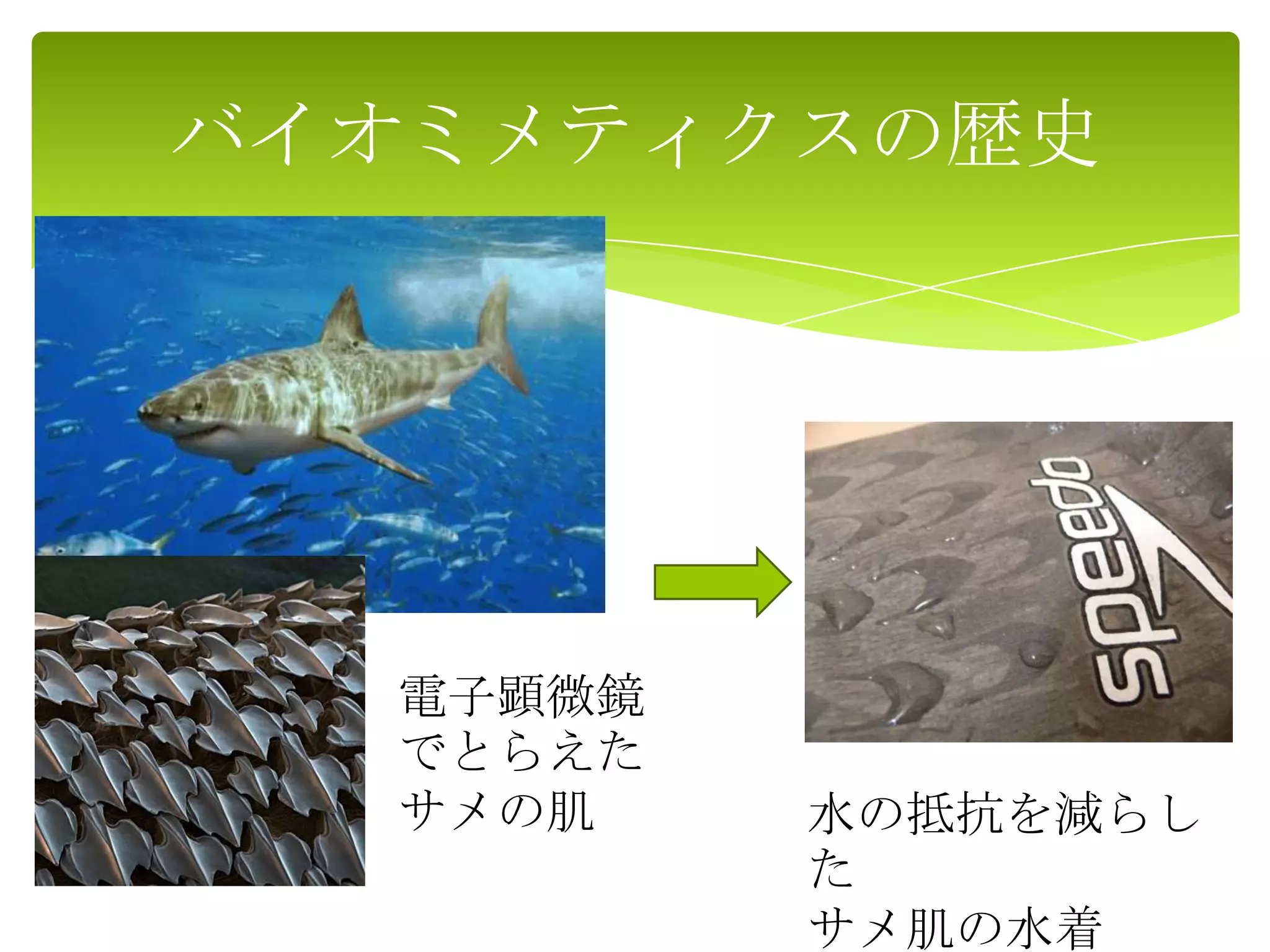 バイオミメティクスの歴史
電子顕微鏡
でとらえた
サメの肌 水の抵抗を減らし
た
サメ肌の水着
 