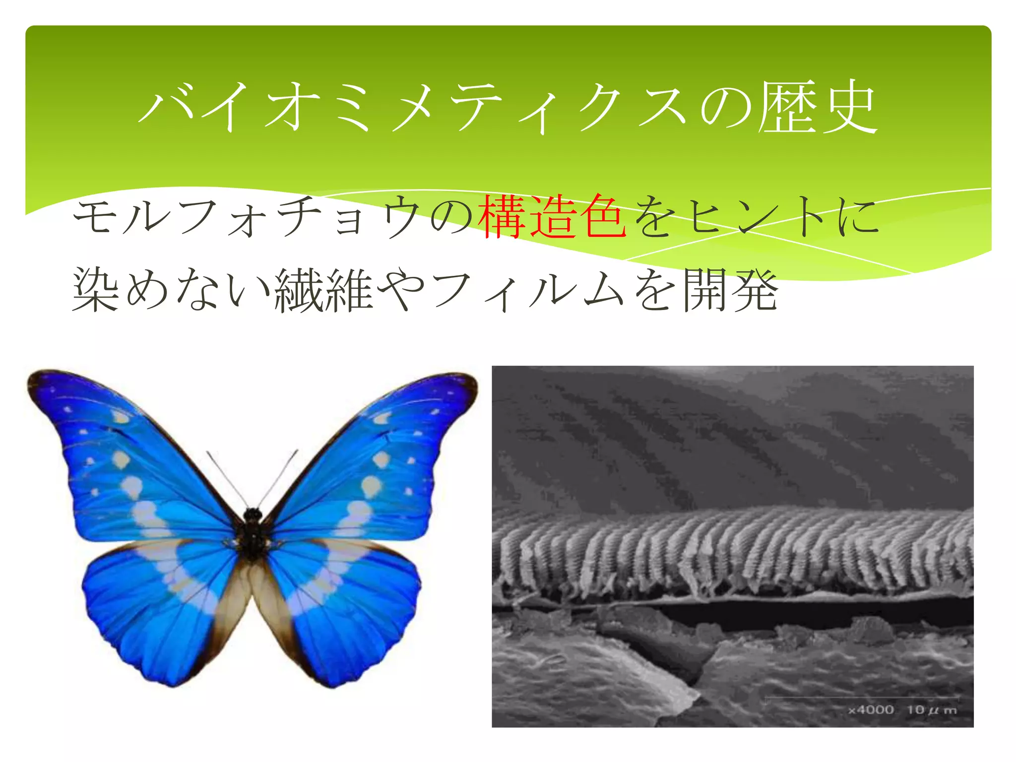 モルフォチョウの構造色をヒントに
染めない繊維やフィルムを開発
バイオミメティクスの歴史
 