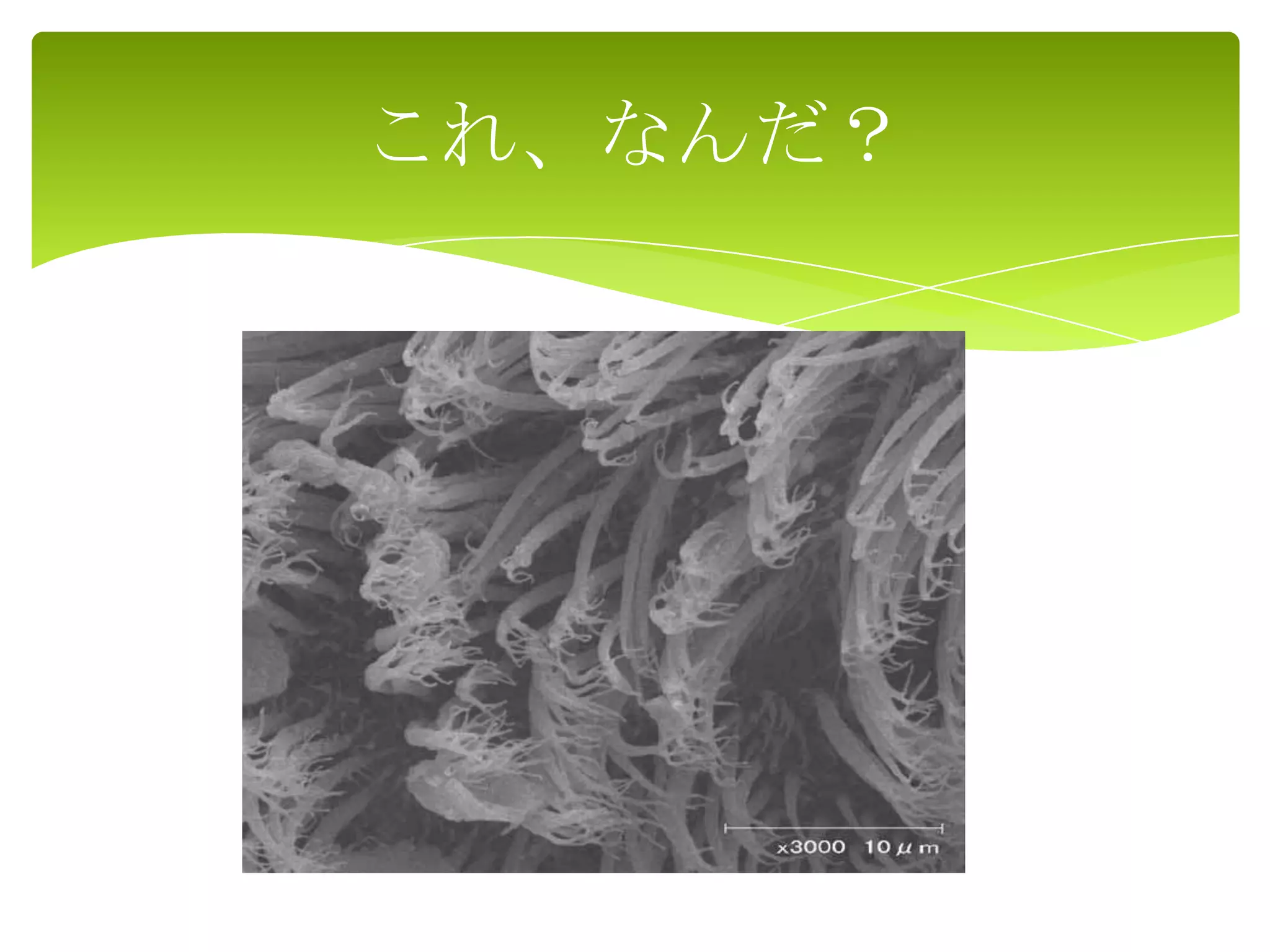 これ、なんだ？
 