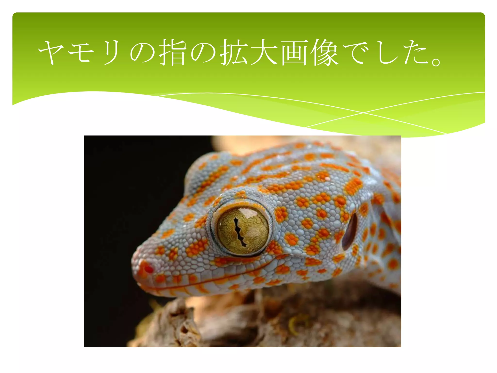 ヤモリの指の拡大画像でした。
 