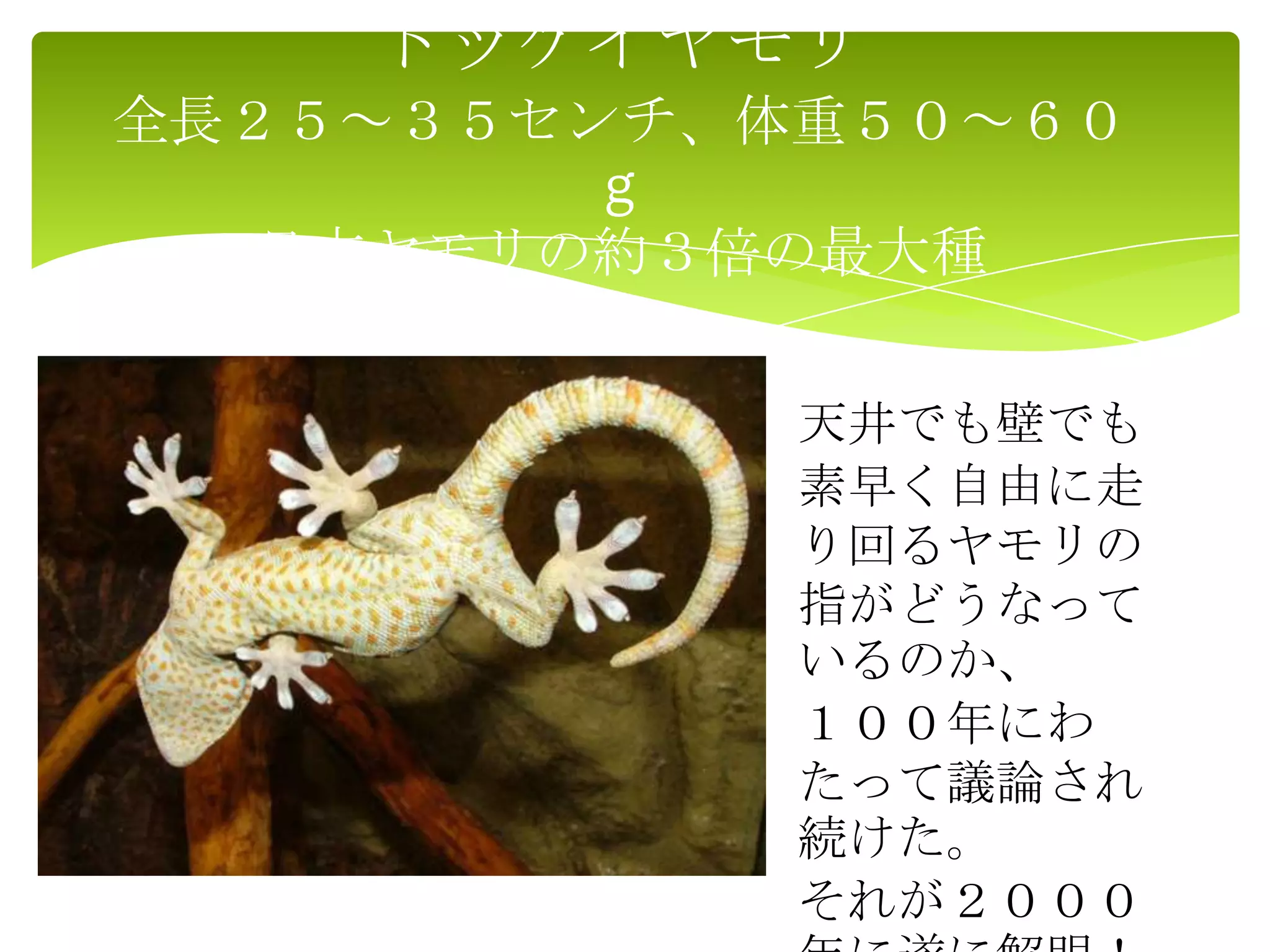 トッケイヤモリ
全長２５～３５センチ、体重５０～６０
g
日本ヤモリの約３倍の最大種
天井でも壁でも
素早く自由に走
り回るヤモリの
指がどうなって
いるのか、
１００年にわ
たって議論され
続けた。
それが２０００
 