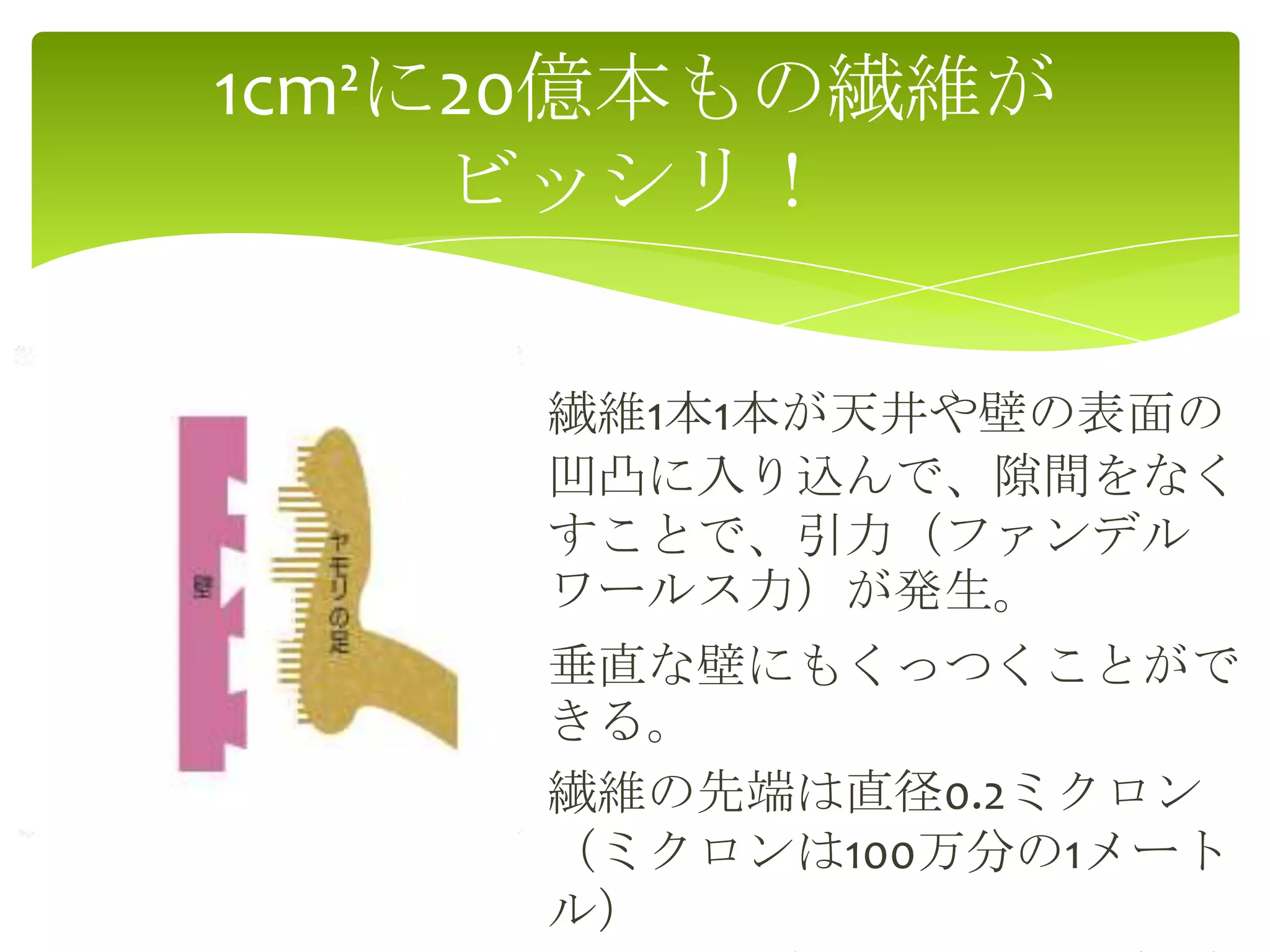 繊維1本1本が天井や壁の表面の
凹凸に入り込んで、隙間をなく
すことで、引力（ファンデル
ワールス力）が発生。
垂直な壁にもくっつくことがで
きる。
繊維の先端は直径0.2ミクロン
（ミクロンは100万分の1メート
ル）
1cm²に20億本もの繊維が
ビッシリ！
 