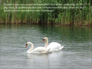 Ωστόσο, η ζώνη που μπορεί να αναπτυχθεί η ζωή φτάνει μόλις μέχρι τα 10-13
χλμ. ύψος. Σε μεγαλύτερα ύψη είναι αδύνατη λόγω έλλειψης οξυγόνου, του
ψύχους και των ακτινοβολιών από το διάστημα.
 