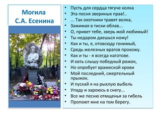 Могила
С.А. Есенина
• Пусть для сердца тягуче колка
• Эта песня звериных прав!..
• ... Так охотники травят волка,
• Зажимая в тиски облав...
• О, привет тебе, зверь мой любимый!
• Ты недаром даешься ножу!
• Как и ты, я, отовсюду гонимый,
• Средь железных врагов прохожу.
• Как и ты - я всегда наготове.
• И хоть слышу победный рожок,
• Но опробует вражеской крови
• Мой последний, смертельный
прыжок.
• И пускай я на рыхлую выбель
• Упаду и зароюсь в снегу...
• Все же песню отмщенья за гибель
• Пропоют мне на том берегу.
• Пусть для сердца тягуче колка
• Эта песня звериных прав!..
• ... Так охотники травят волка,
• Зажимая в тиски облав...
• О, привет тебе, зверь мой любимый!
• Ты недаром даешься ножу!
• Как и ты, я, отовсюду гонимый,
• Средь железных врагов прохожу.
• Как и ты - я всегда наготове.
• И хоть слышу победный рожок,
• Но опробует вражеской крови
• Мой последний, смертельный
прыжок.
• И пускай я на рыхлую выбель
• Упаду и зароюсь в снегу...
• Все же песню отмщенья за гибель
• Пропоют мне на том берегу.
 