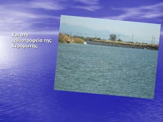 Και στα
ιτθσοτρουεία της
Κεραμωτής.
 