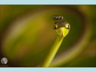 أفضل الصور لمجلة ناشيونال جيوغرافيك