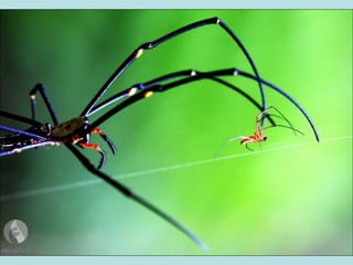 أفضل الصور لمجلة ناشيونال جيوغرافيك