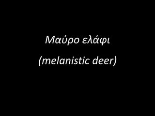 Μαύρο ελάφι
(melanistic deer)
 