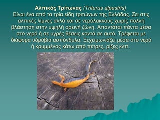 Αιπηθόο Τξίηωλαο (Triturus alpestris)
Δίλαη έλα από ηα ηξία είδε ηξηηώλσλ ηεο Διιάδαο. Εεη ζηηο
αιπηθέο ιίκλεο αιιά θαη ζε λεξόιαθθνπο ρσξίο πνιιή
βιάζηεζε ζηελ πςειή νξεηλή δώλε. Απαληάηαη πάληα κέζα
ζην λεξό ή ζε πγξέο ζέζεηο θνληά ζε απηό. Σξέθεηαη κε
δηάθνξα πδξόβηα αζπόλδπια. Ξερεηκσληάδεη κέζα ζην λεξό
ή θξπκκέλνο θάησ από πέηξεο, ξίδεο θιπ.
 