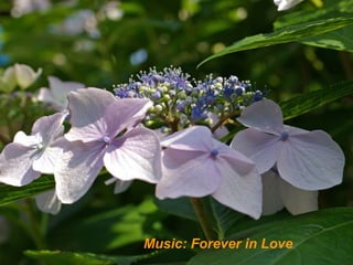 Music: Forever in Love
 
