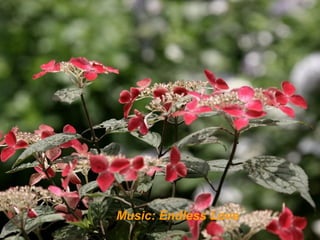 Music: Endless Love
 