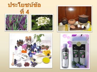 ประโยชน์ของไม้ดอก ไม้ประดับ