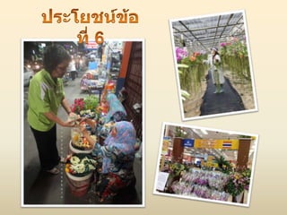 ประโยชน์ของไม้ดอก ไม้ประดับ