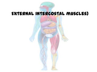External intercostal muscles)
 