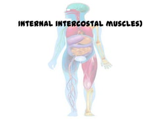 Internal intercostal muscles)
 