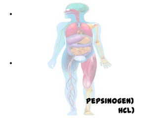 •
•
Pepsinogen)
HCl)
 