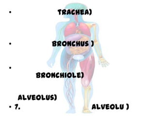 • trachea)
• Bronchus )
•
Bronchiole)
alveolus)
• 7. alveolu )
 