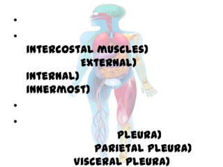 •
•
intercostal muscles)
External)
Internal)
innermost)
•
•
Pleura)
Parietal pleura)
Visceral pleura)
 