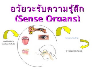 อวัยวะรับความรู้สึกอวัยวะรับความรู้สึก
((Sense OrgansSense Organs))
 