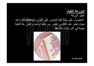 ‫اﻟﻨﻘﻴﺔ‬ ‫اﻟﻤﺰرﻋﺔ‬:
‫اﻟﻮرﻗﺔ‬ ‫اﻧﻈﺮ‬
‫آﻠﻮﻧﻰ‬ ‫ﻋﻠﻰ‬ ‫ﺗﺤﺘﻮى‬ ‫ﻧﻘﻴﺔ‬ ‫ﺑﻴﺌﺔ‬ ‫ﻋﻠﻰ‬ ‫اﻟﺤﺼﻮل‬)Colony(‫واﺣﺪ‬
‫هﺬﻩ‬ ‫ﺗﻌﺘﺒﺮ‬ ‫ﺣﻴﺚ‬‫اﻟﻜﻠﻮﻧﻰ‬‫اﻟﻨﻘﻴﺔ‬ ‫واﻟﻤﺰرﻋﺔ‬ ‫واﺣﺪة‬ ‫ﺧﻠﻴﺔ‬ ‫ﻣﻦ‬ ‫ﺗﻄﻮر‬
‫اﻟﻼﺣﻘﺔ‬ ‫اﻟﺪراﺳﺎت‬ ‫ﻓﻲ‬ ‫ﻣﻬﻤﺔ‬
Dr Alhudaib
 