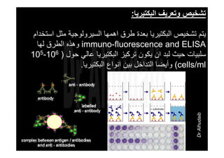 ‫اﻟﺒﻜﺘﻴﺮﻳﺎ‬ ‫وﺗﻌﺮﻳﻒ‬ ‫ﺗﺸﺨﻴﺺ‬:
‫اهﻤﻬﺎ‬ ‫ﻃﺮق‬ ‫ﺑﻌﺪة‬ ‫اﻟﺒﻜﺘﻴﺮﻳﺎ‬ ‫ﺗﺸﺨﻴﺺ‬ ‫ﻳﺘﻢ‬‫اﻟﺴﻴﺮوﻟﻮﺟﻴﺔ‬‫اﺳﺘﺨﺪام‬ ‫ﻣﺜﻞ‬
immuno-fluorescence and ELISA‫ﻟﻬﺎ‬ ‫اﻟﻄﺮق‬ ‫وهﺬﻩ‬
‫ﺣﻮل‬ ‫ﻋﺎﻟﻲ‬ ‫اﻟﺒﻜﺘﻴﺮﻳﺎ‬ ‫ﺗﺮآﻴﺰ‬ ‫ﻳﻜﻮن‬ ‫ان‬ ‫ﻟﺒﺪ‬ ‫ﺣﻴﺚ‬ ‫ﺳﻠﺒﻴﺎت‬)105-106
cells/ml(‫اﻟﺒﻜﺘﻴﺮﻳﺎ‬ ‫اﻧﻮاع‬ ‫ﺑﻴﻦ‬ ‫اﻟﺘﺪاﺧﻞ‬ ‫وأﻳﻀﺎ‬.
DrAlhudaib
 