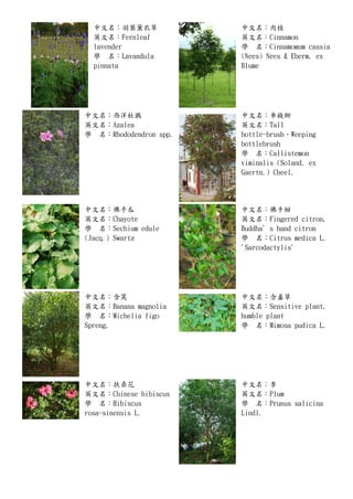各種植物 十二生肖與花 十二星座與花