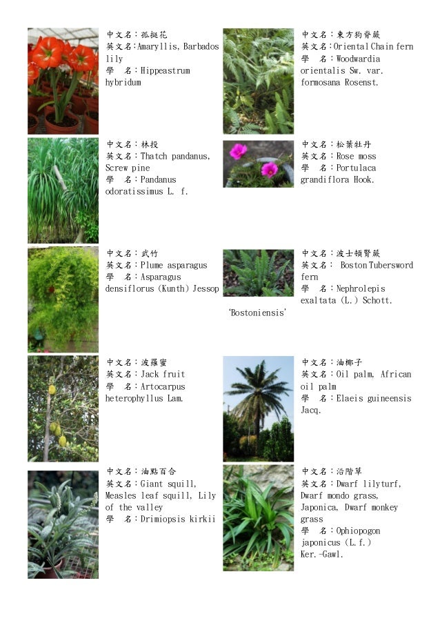 各種植物 十二生肖與花 十二星座與花 各種植物 十二生肖與花 十二星座與花