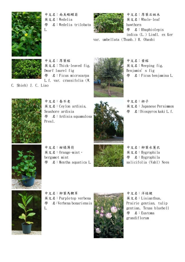 各種植物 十二生肖與花 十二星座與花