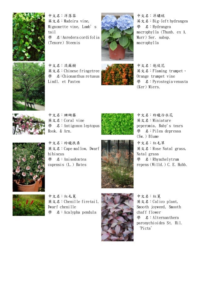 各種植物 十二生肖與花 十二星座與花 各種植物 十二生肖與花 十二星座與花