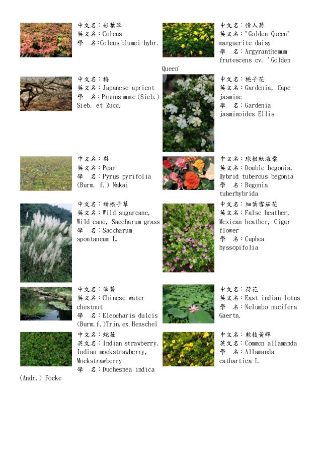 各種植物 十二生肖與花 十二星座與花