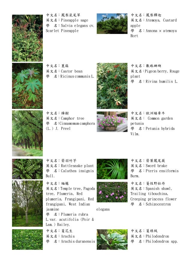 各種植物 十二生肖與花 十二星座與花