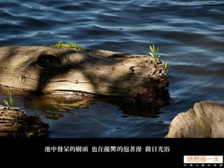池中發呆的樹頭 也在優 的泡著澡 做日光浴閒
 