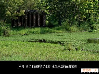 水池 少了木頭卻多了水鳥 生生不息的在此繁衍
 