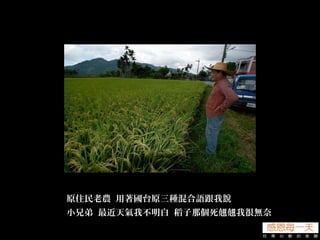 原住民老農 用著國台原三種混合語跟我說
小兄弟 最近天氣我不明白 稻子那個死翹翹我很無奈
 