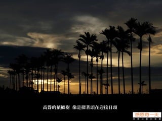 高聳的檳榔樹 像是探著頭在迎接日頭
 